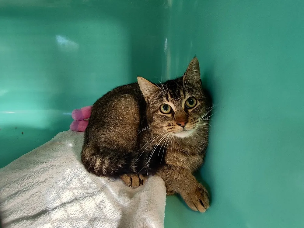 À l'adoption : Balou Ou Beaute