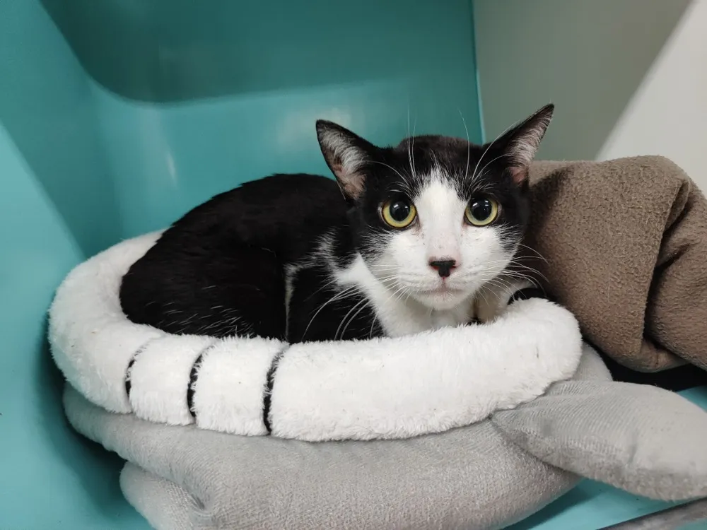 À l'adoption : Charly (Promis)