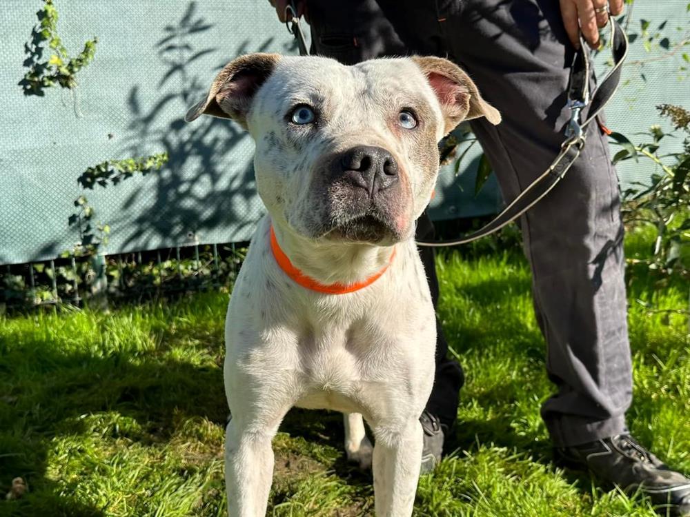 TAYSON PAA24092