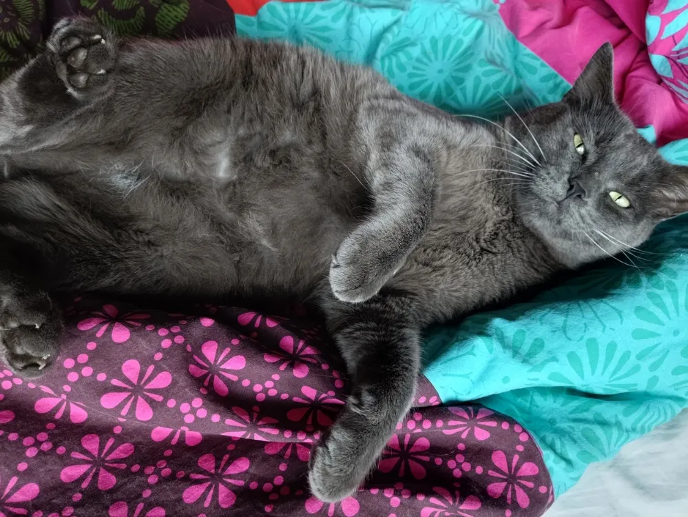 À l'adoption : Romeo Pab27778