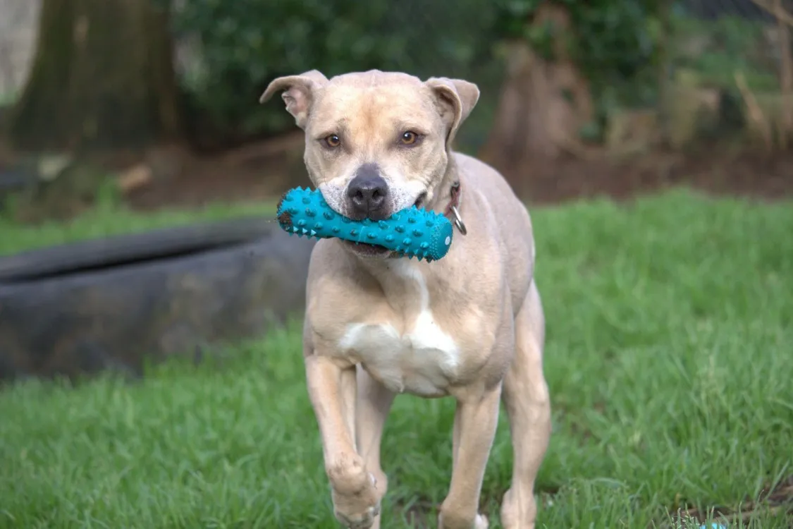 À l'adoption : Nawak