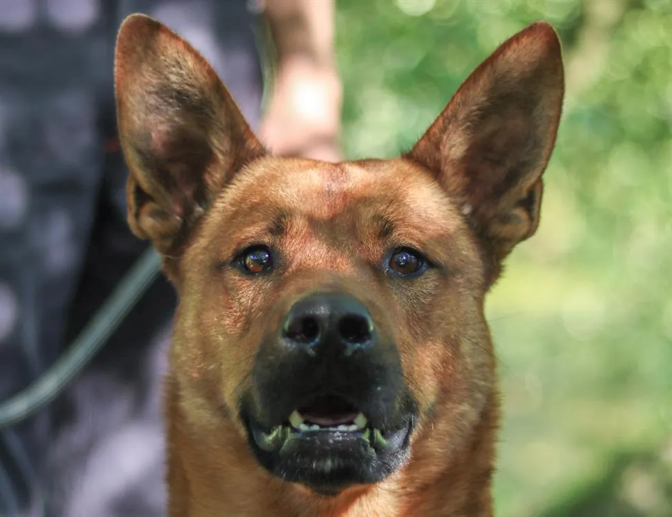 À l'adoption : Eclair