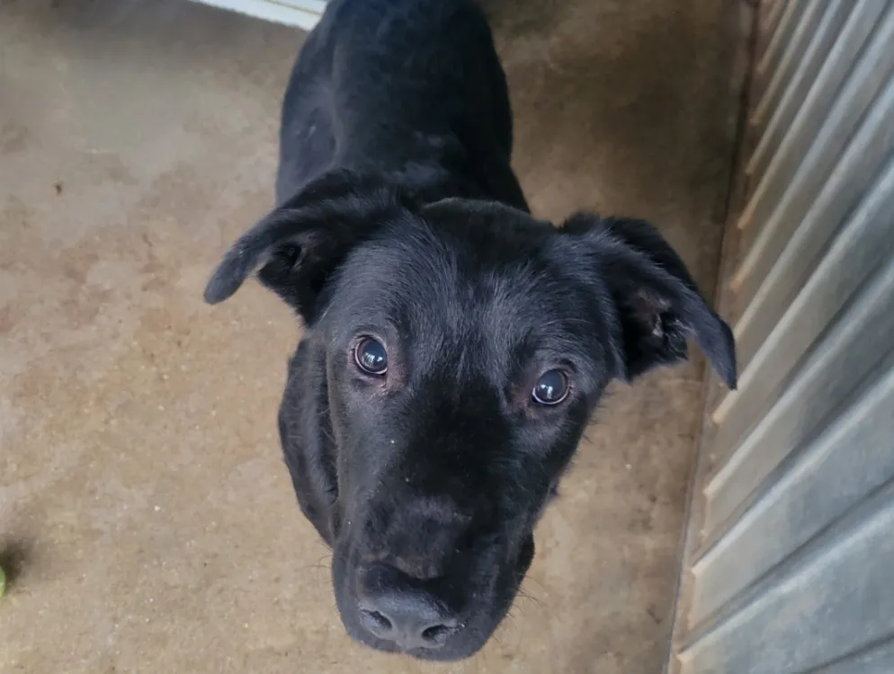 À l'adoption : Tassimo