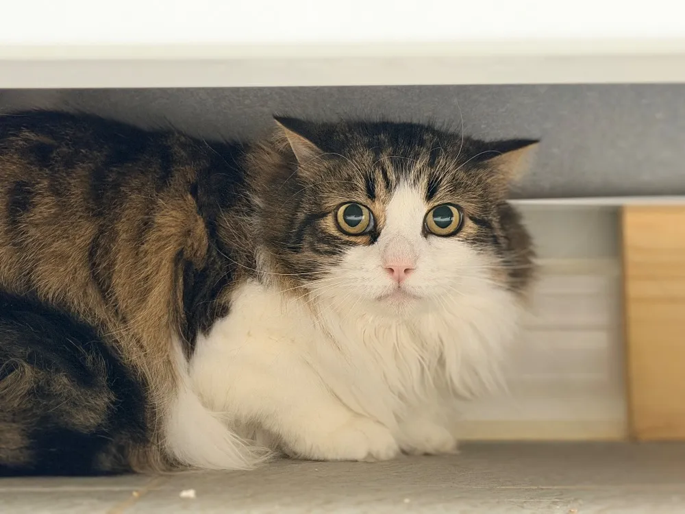 À l'adoption : Totoche (Chat Sauvage)