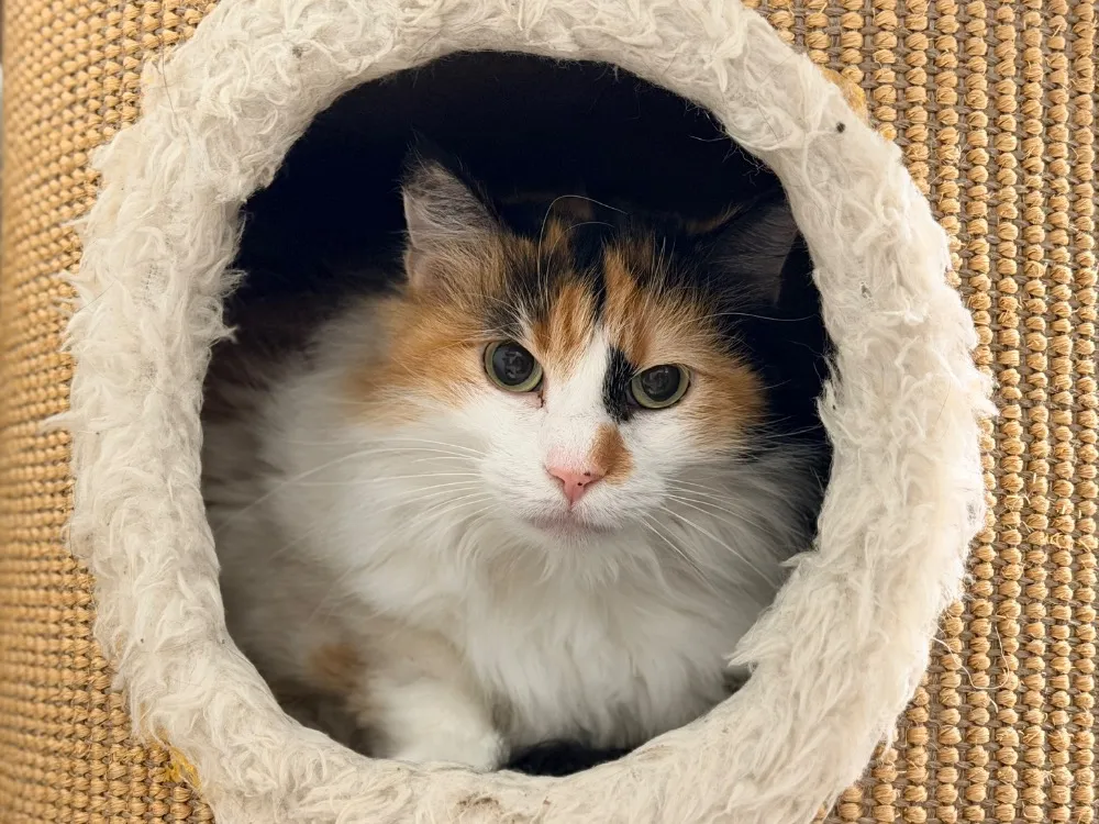 À l'adoption : Moka (Chat Sauvage)