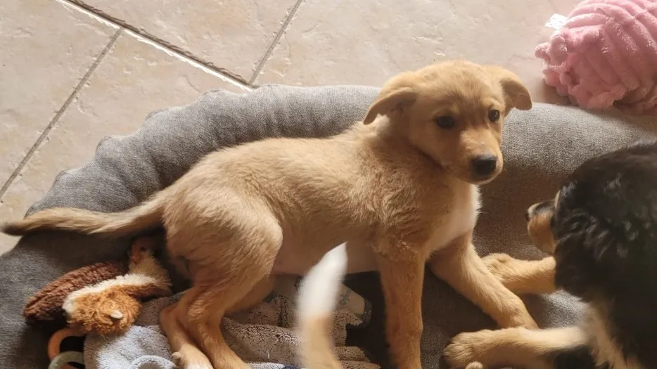 À l'adoption : Bianca