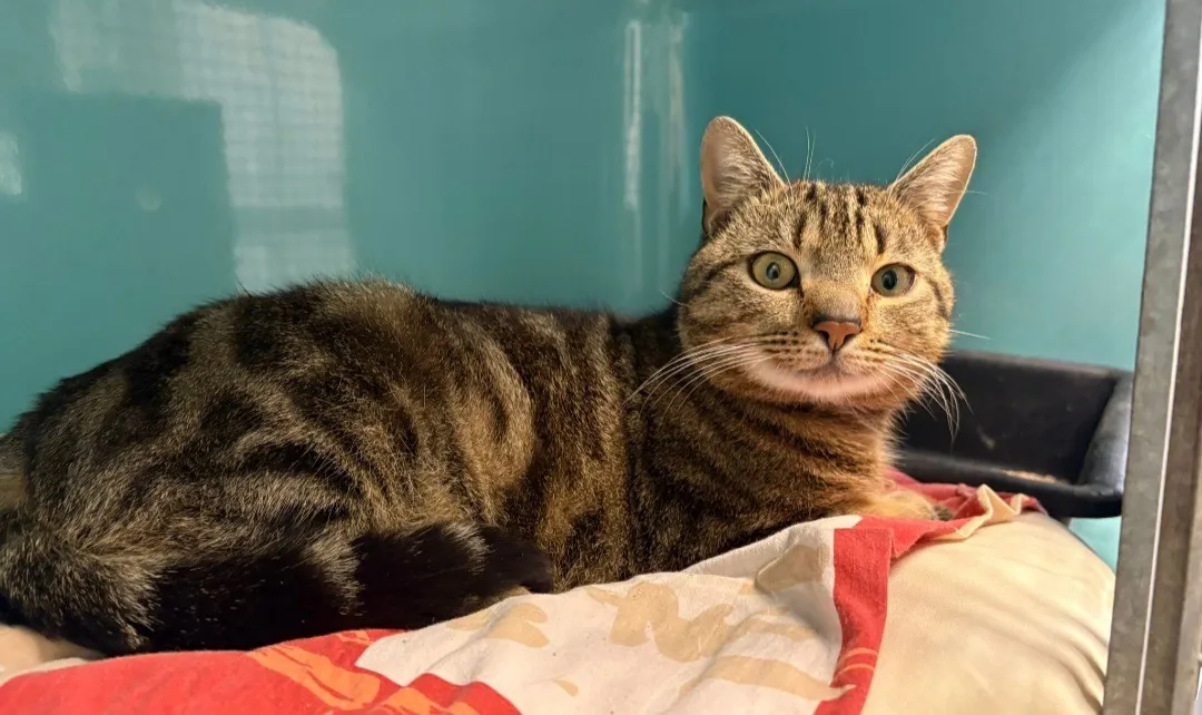 À l'adoption : Aaron