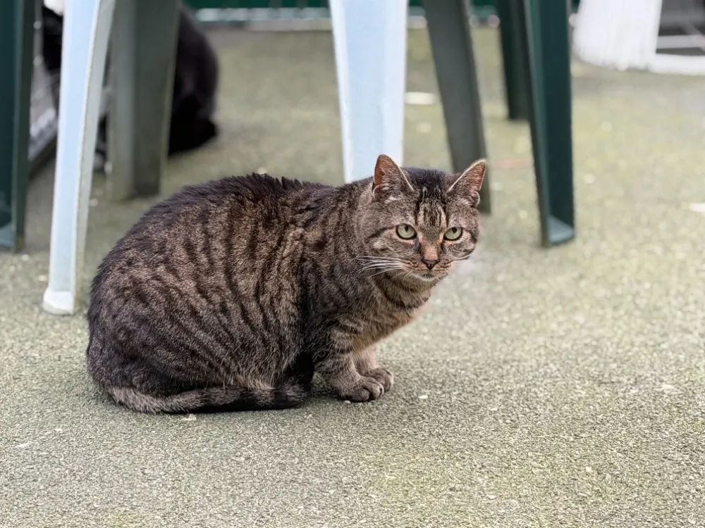 À l'adoption : Benin