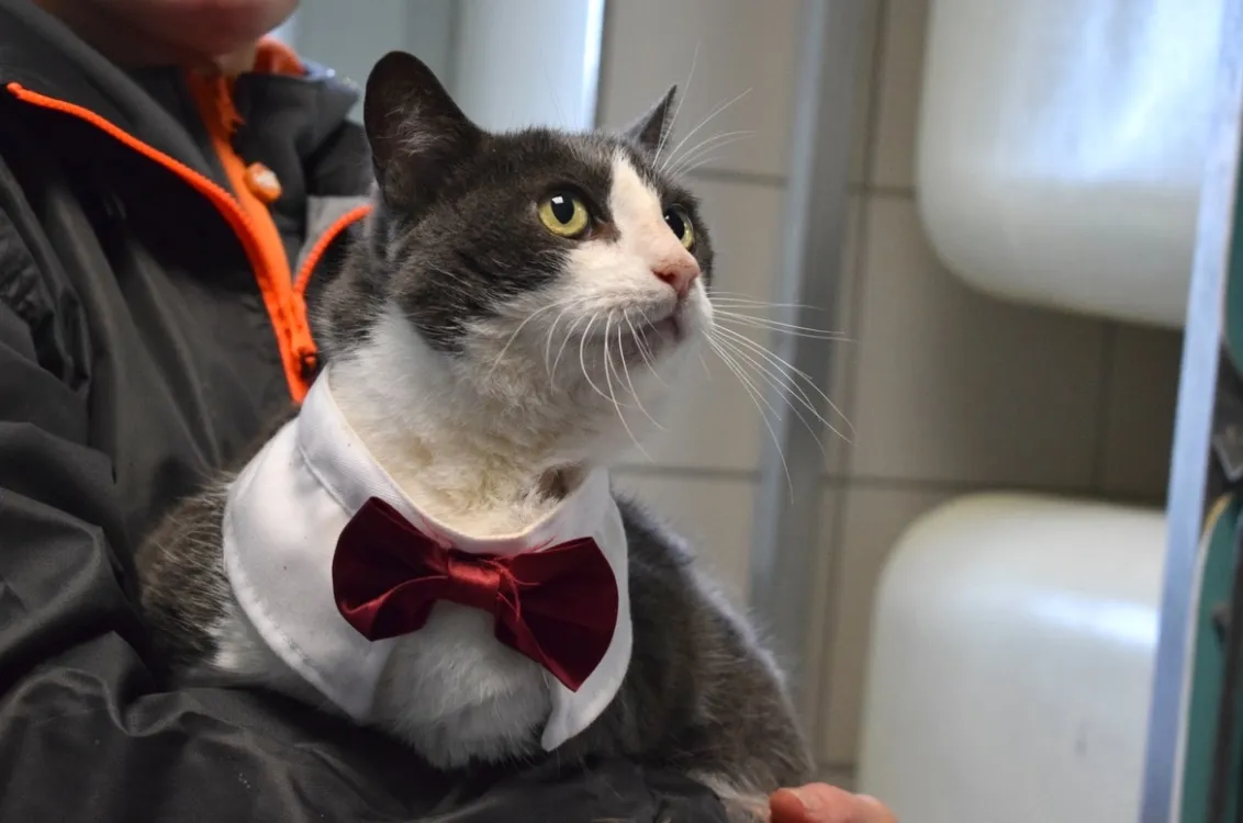 À l'adoption : Brigitte - Reservee