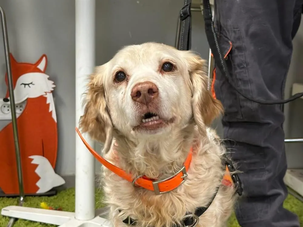 À l'adoption : Maxou