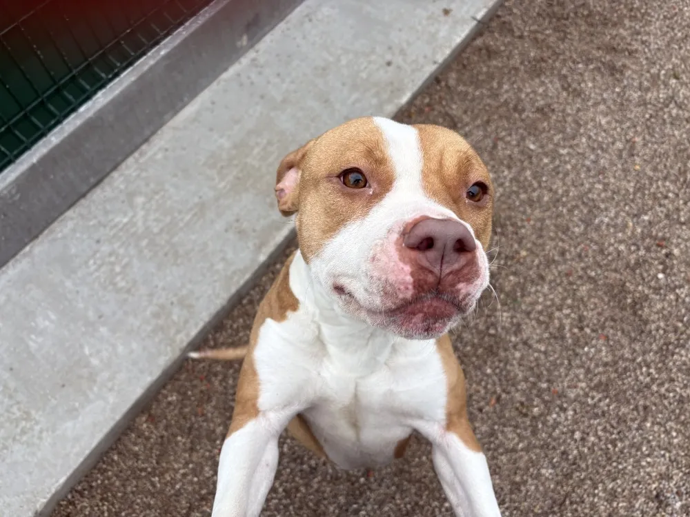 À l'adoption : Wendy