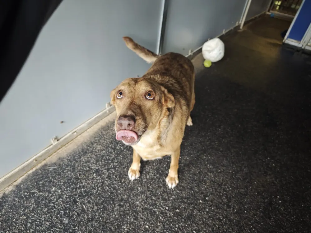 À l'adoption : Muffin