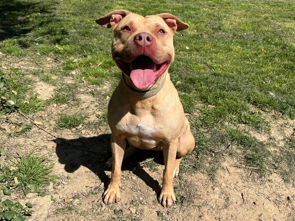 À l'adoption : Mala