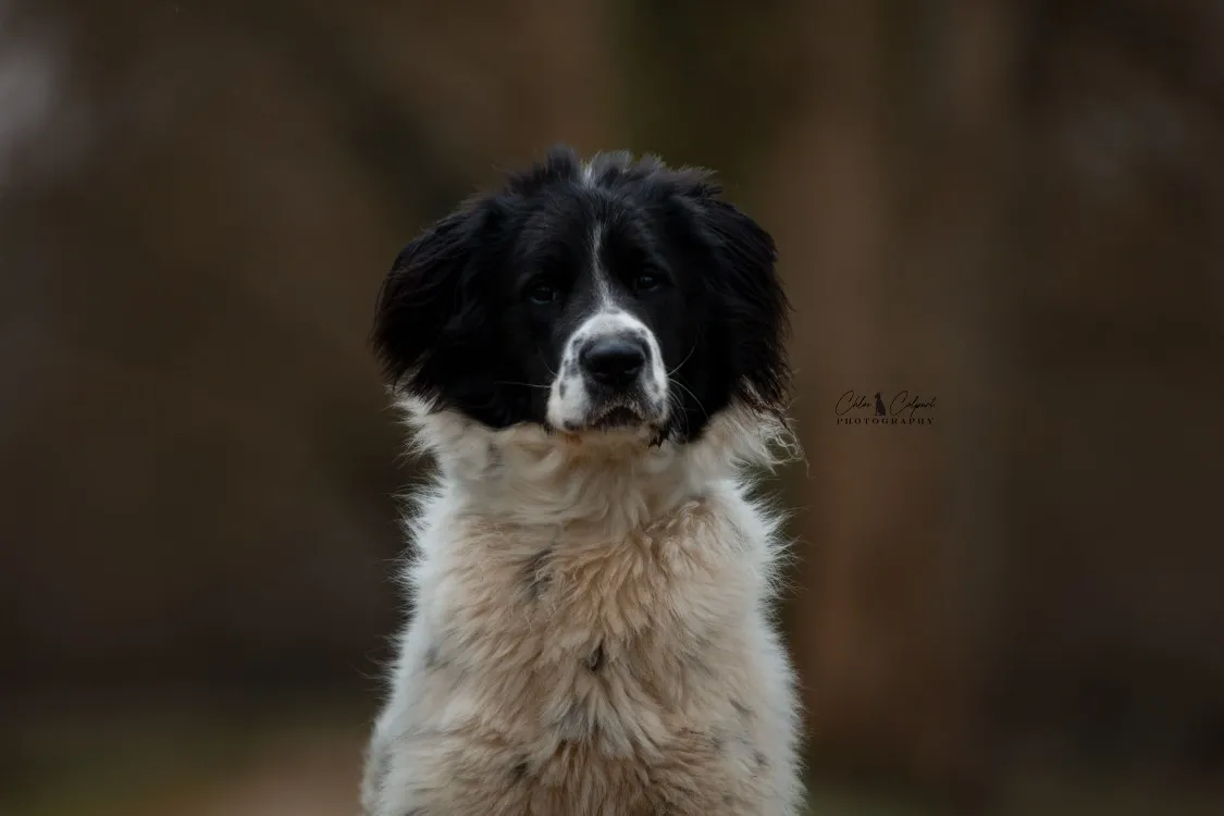 À l'adoption : Cailloux