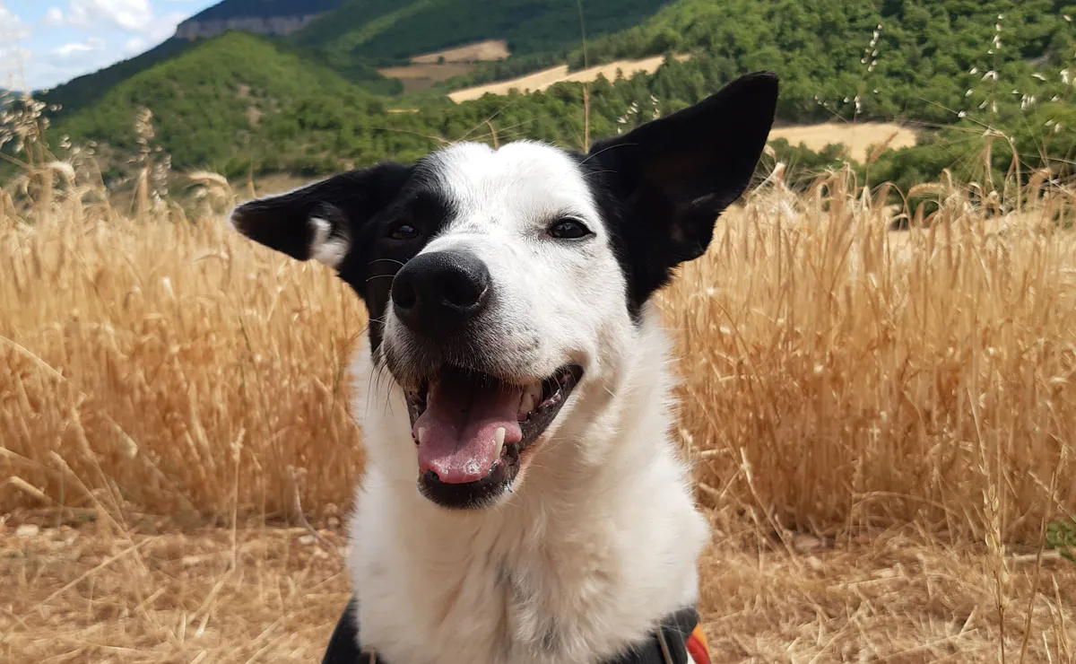 À l'adoption : Pablo