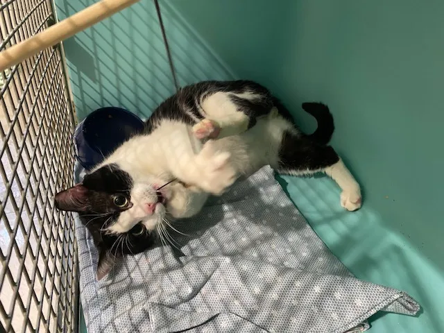 À l'adoption : Tifou