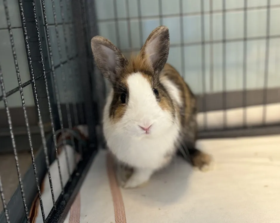 À l'adoption : Didou