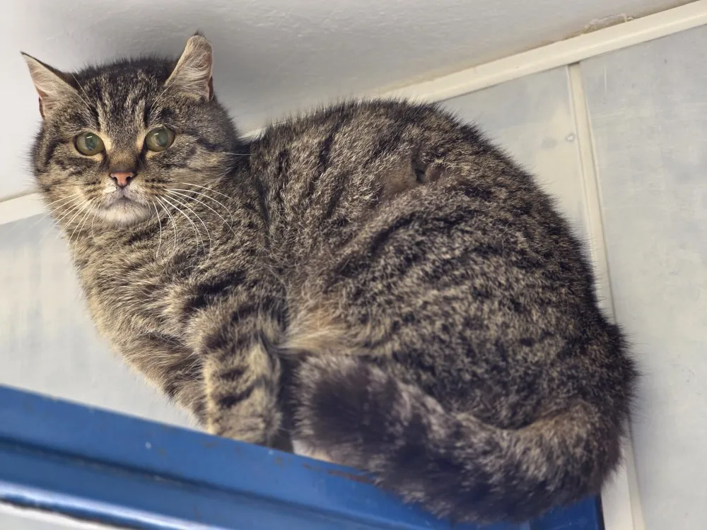 À l'adoption : Cerise