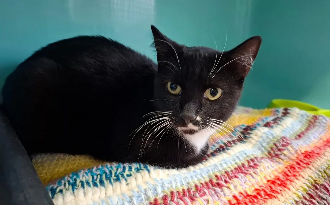 À l'adoption : Beaute