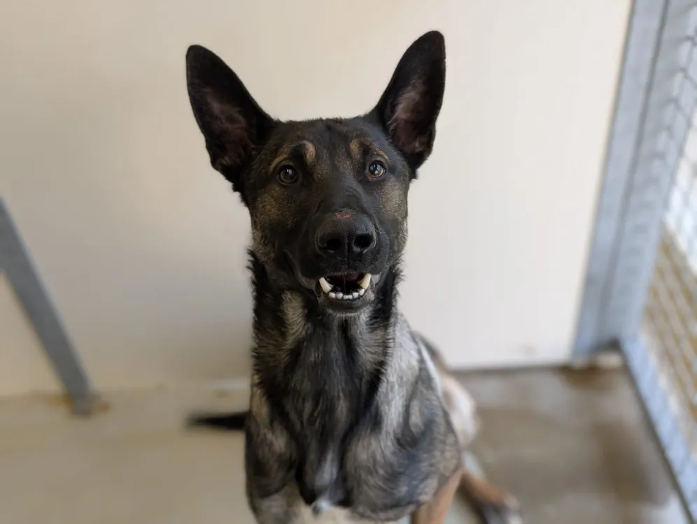 À l'adoption : Patchy