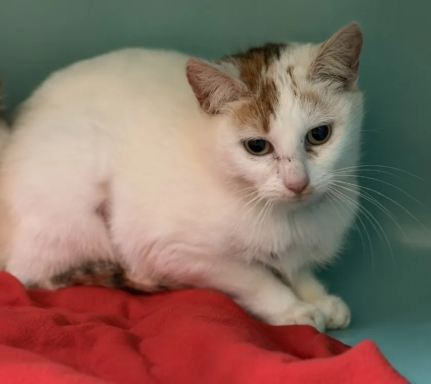 À l'adoption : Heia Cab5204