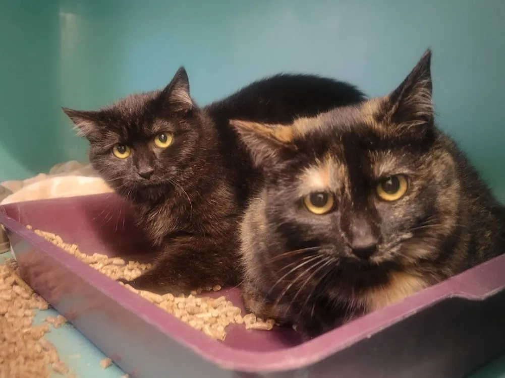 À l'adoption : Ponponette