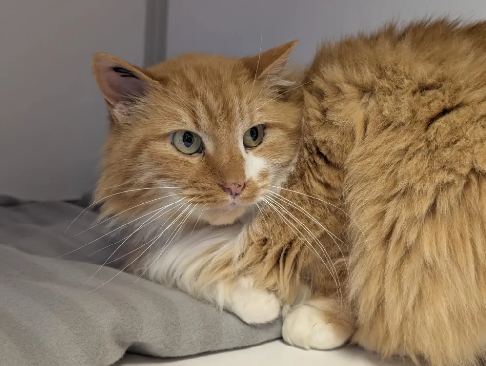 À l'adoption : Charly