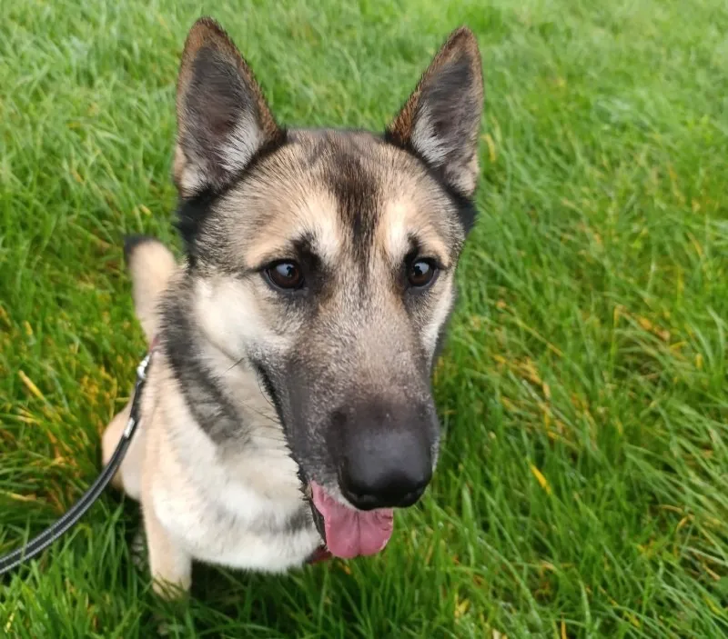 À l'adoption : Lumière