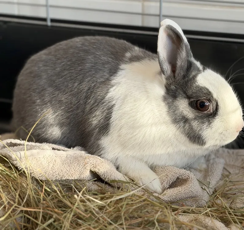 À l'adoption : Paquerette Nac924