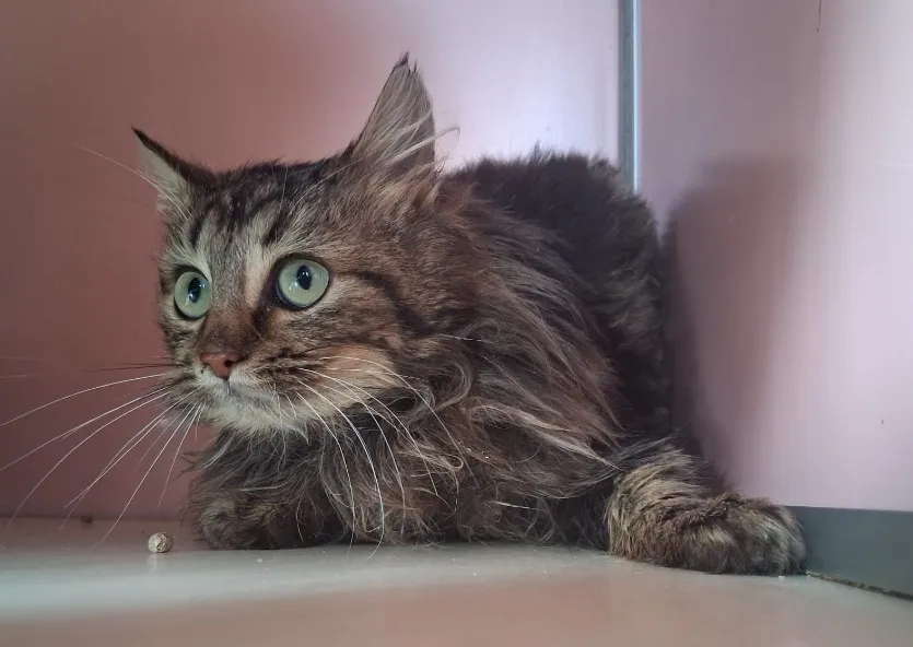 À l'adoption : Mr.Patate