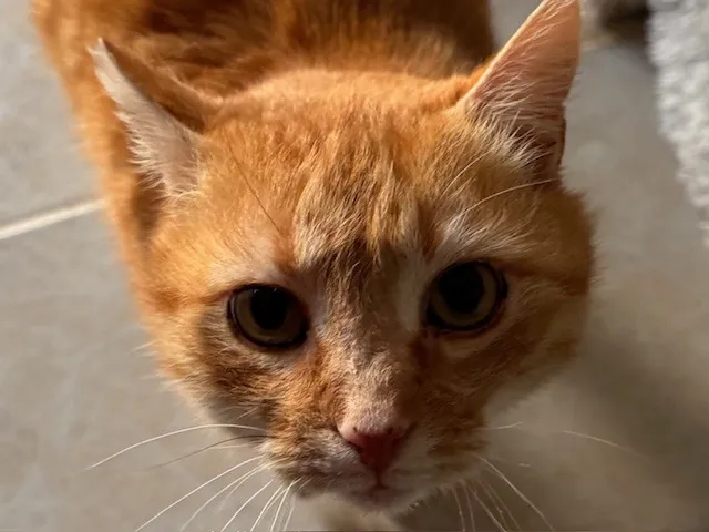 À l'adoption : Woody