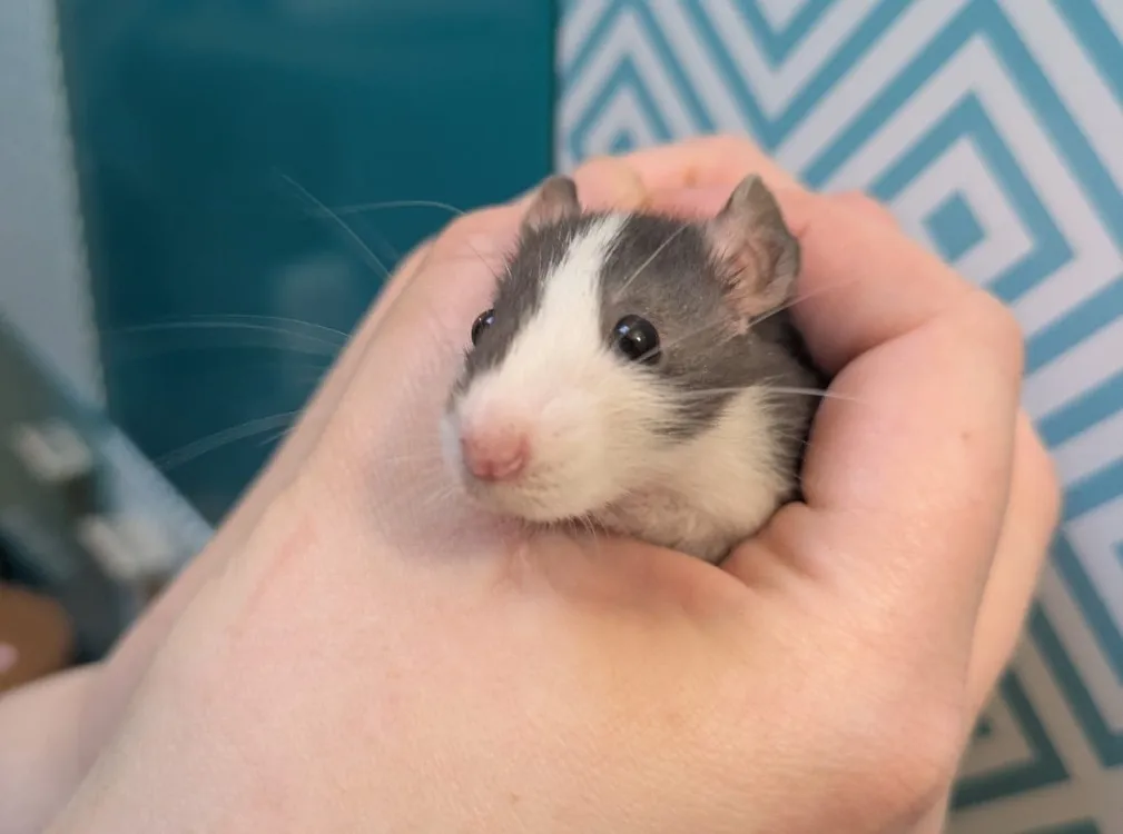 À l'adoption : Fleur