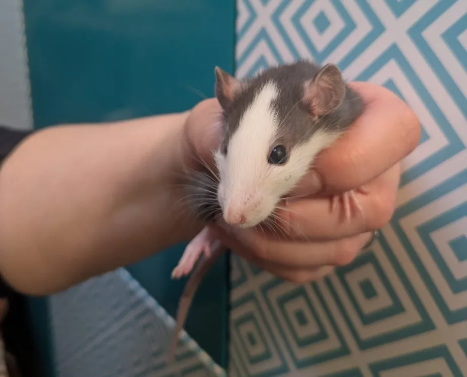 À l'adoption : Fusette