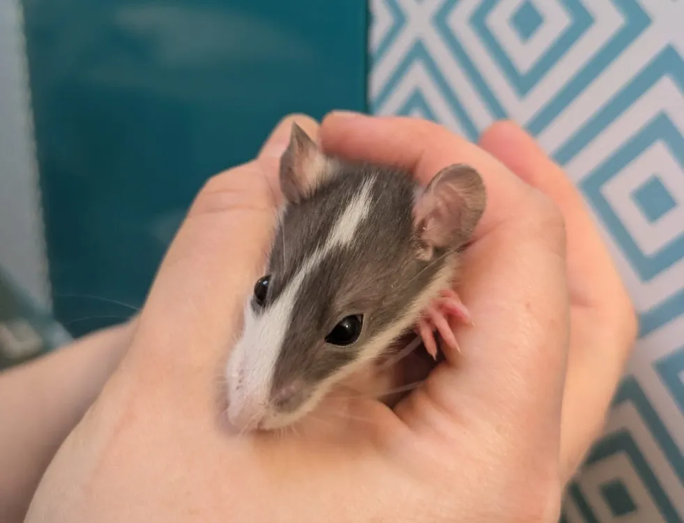 À l'adoption : Fourme