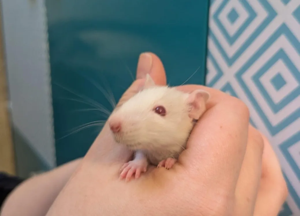 À l'adoption : Flocon