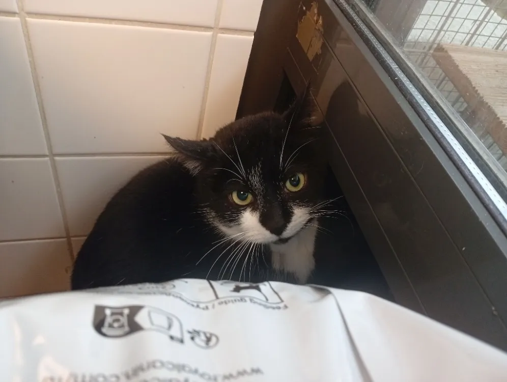 À l'adoption : Raoul