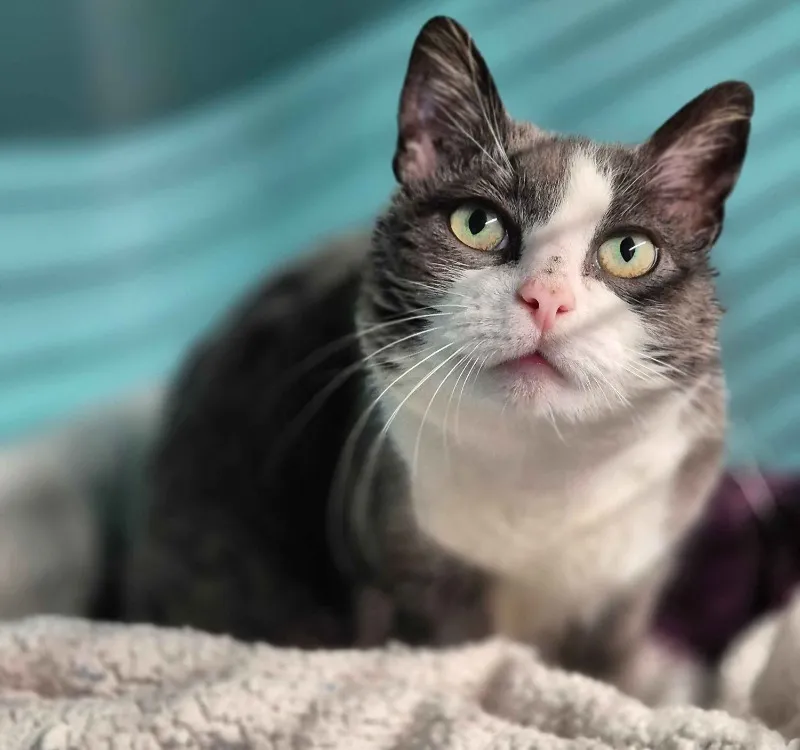 À l'adoption : Kikie - Reservee