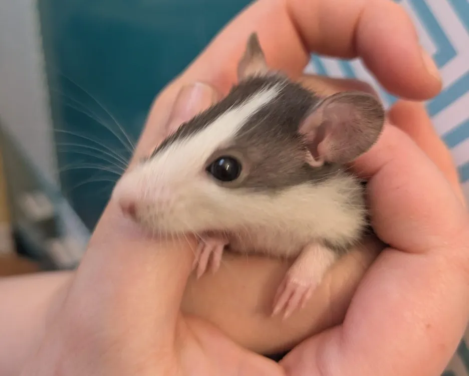 À l'adoption : Munster