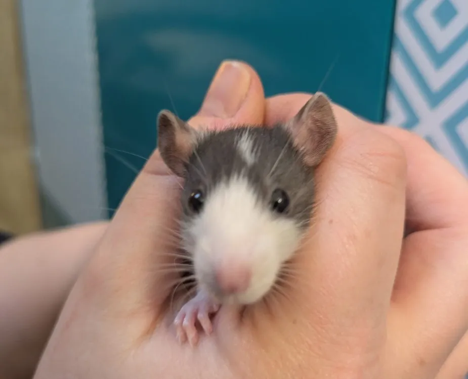 À l'adoption : Mozza