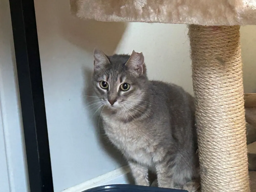 À l'adoption : Ortie