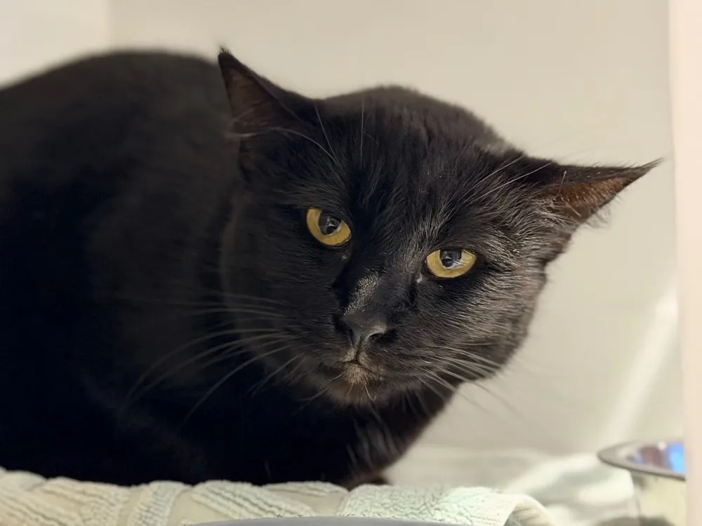 À l'adoption : Bastet