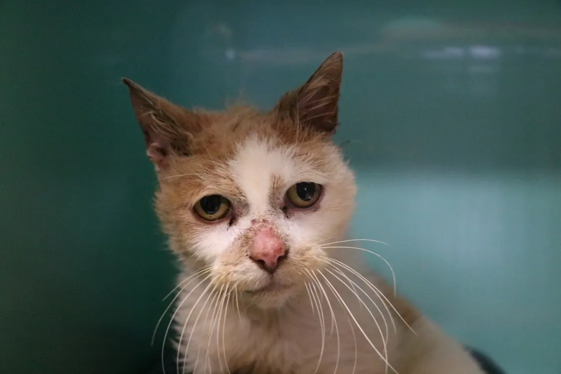 À l'adoption : Nestle Hab17509