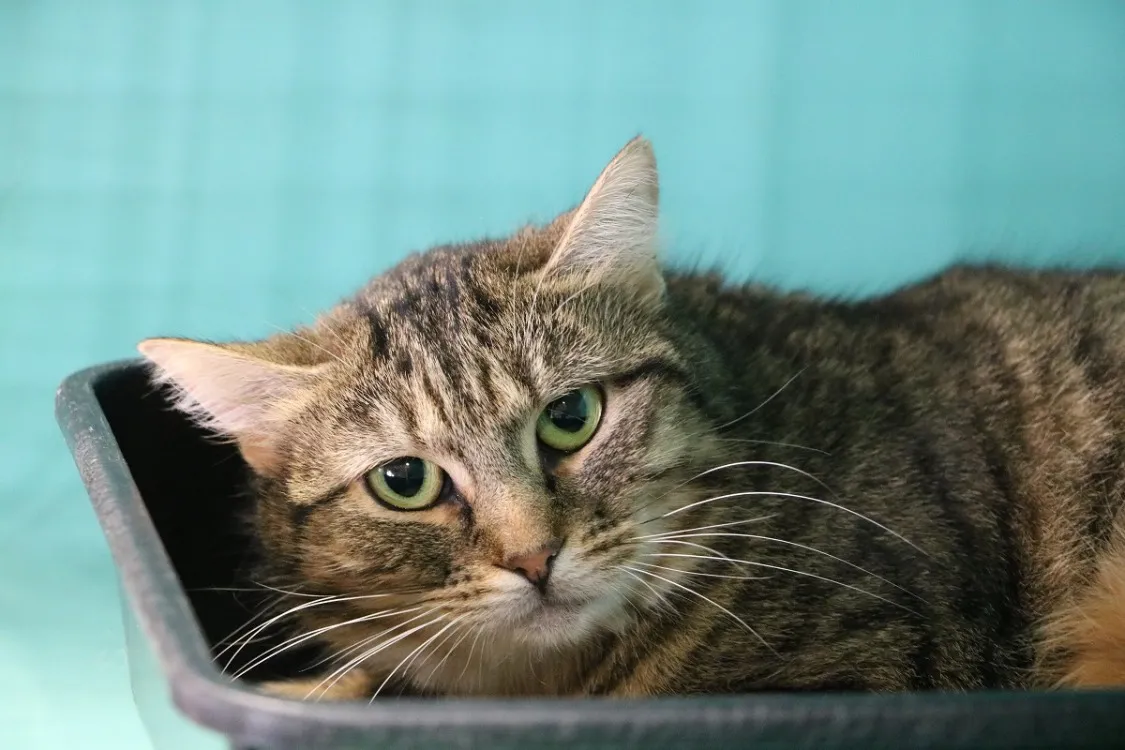 À l'adoption : Arabelle Hab17528