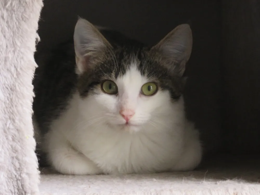 À l'adoption : Cruz