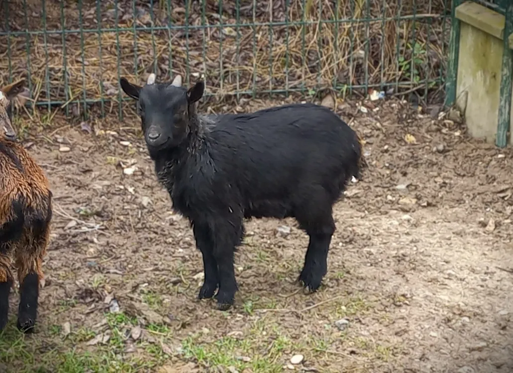 À l'adoption : Gédéon