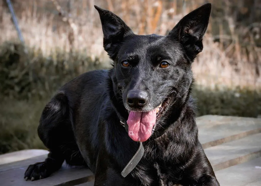 À l'adoption : Orlia