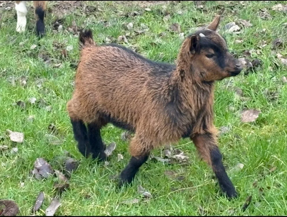 À l'adoption : Bonnie