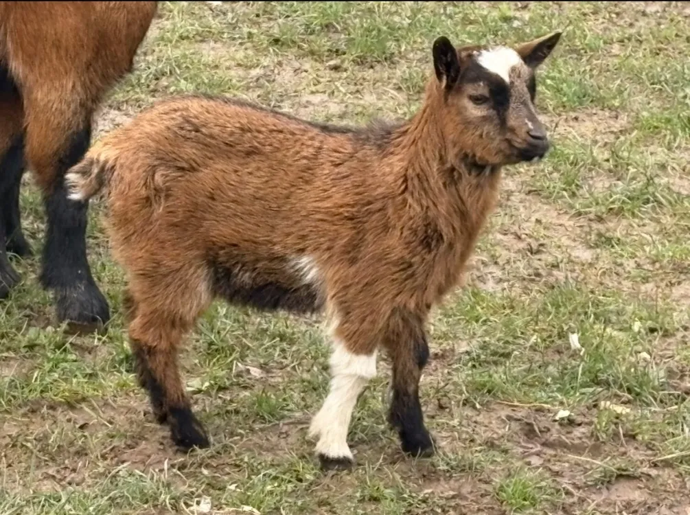 À l'adoption : Rosalie