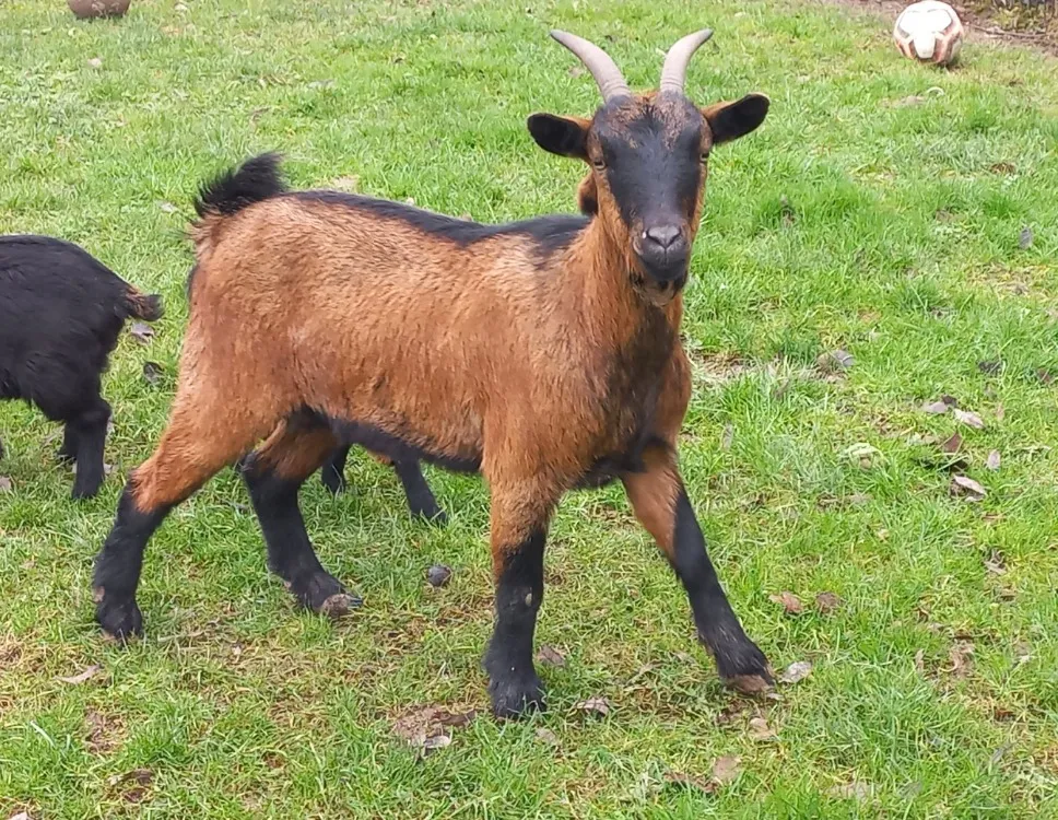 À l'adoption : Jasmine