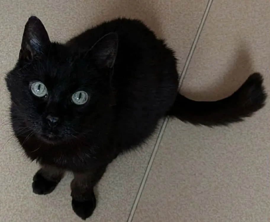 À l'adoption : Ringo